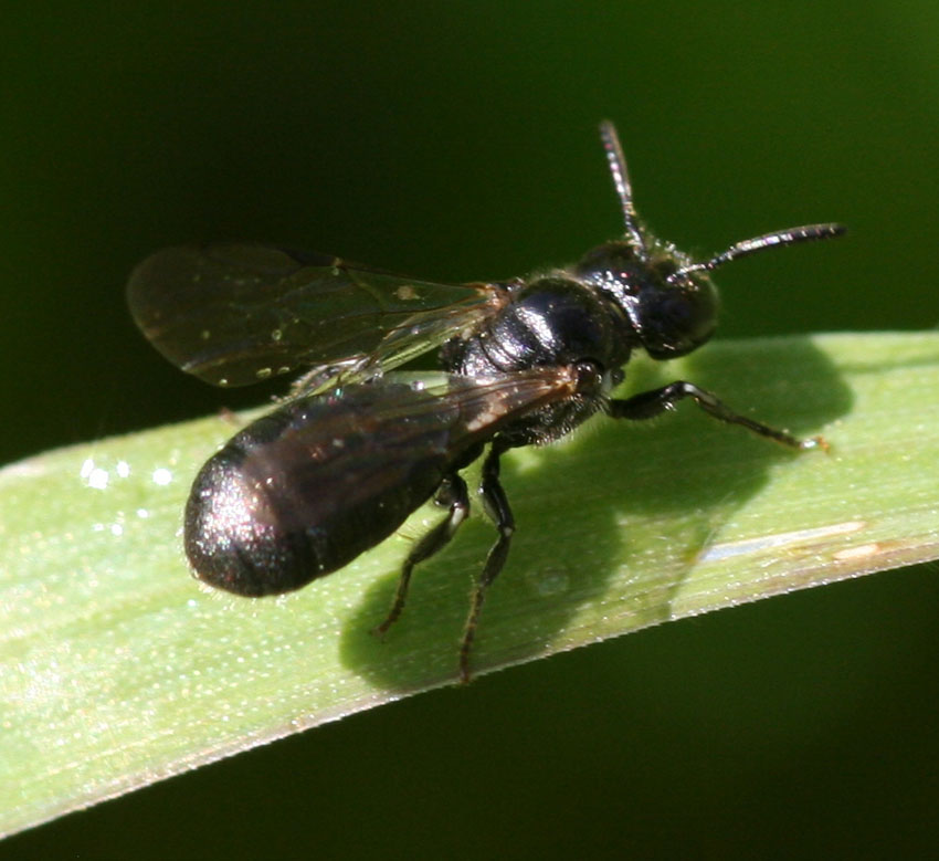 Apidae  Xylocopinae: Ceratina cucurbitina